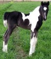 Black and white stud colt