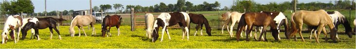 pasture picture