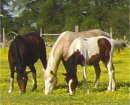 Foxtrotter Herd For Sale