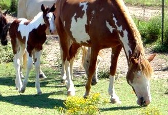 Bay & White Foxtrotter Tobiano Filly