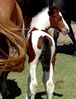 Bay & White Foxtrotter Tobiano Filly