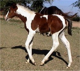 Bay & White Foxtrotter Tobiano Filly