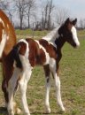 Bay & White Foxtrotter Tobiano Filly