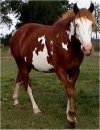 Red Frame/Sabino Foxtrotter Mare