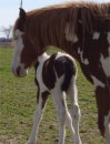 Bay & White Foxtrotter Tobiano Filly