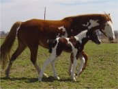 Bay & White Foxtrotter Tobiano Filly