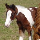 Bay & White Foxtrotter Tobiano Filly