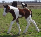 Sold - beautiful bay and white filly