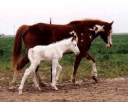 Maximum sabino stud colt and his dam, Han's Painted Rose