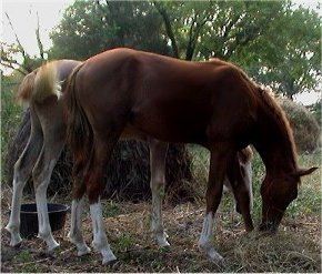 sorrel foxtrotter filly photo #4