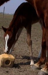 sorrel foxtrotter filly photo #2