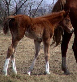 sorrel foxtrotter filly photo #3