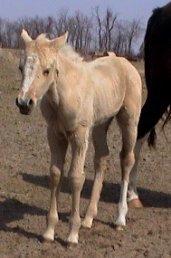 Foxtrotter Palomino Filly, born 2-14-03