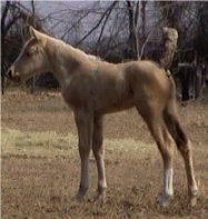 Foxtrotter Palomino Filly, born 2-14-03