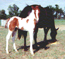 Scout's Foal