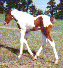 Scout's Foal