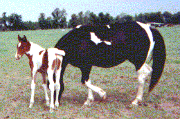 Scout's Foal