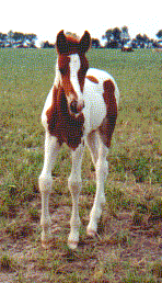 Scout's Foal