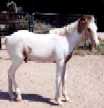 buckskin & white stud colt by Harvest Gold