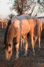 buckskin & white tobiano stud colt by Pure Luck