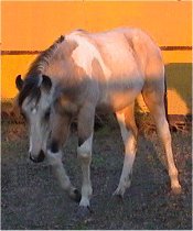 buckskin & white tobiano stud colt by Pure Luck