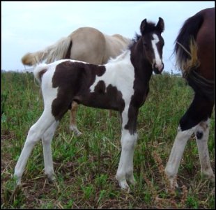 black and white tobiano foxtrotter stud colt