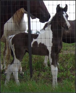 black and white tobiano fox trotting stud colt