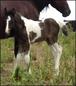 black and white tobiano fox trotter stud colt