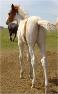 sorrel missouri fox trotter tovero stud colt - born 3-15-04