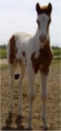 sorrel missouri foxtrotter tovero stud colt - born 3-15-04