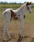 sorrel fox trotting tovero stud colt - born 3-15-04