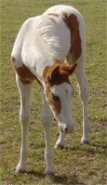 sorrel missouri fox trotter tovero stud colt - born 3-15-04