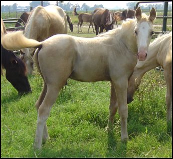 palomino foxtrotter overo stud colt - born 6-1-05