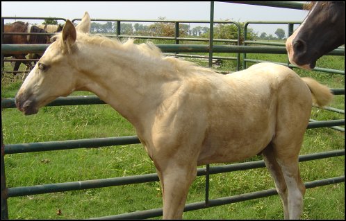 palomino foxtrotter overo stud colt - born 6-1-05