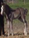 Sold - black stud colt by Dusty Traveler