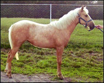 Foxtrotter Palomino Filly, born 2-14-03