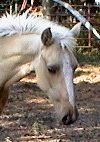 Foxtrotter Palomino Filly, born 2-14-03