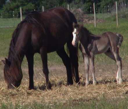 black colt