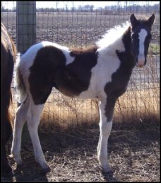 black & white tobiano foxtrotter stud colt