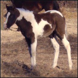 black & white tobiano foxtrotter stud colt