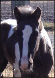 black & white tobiano foxtrotter stud colt