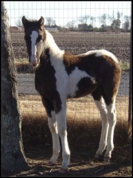 black & white tobiano foxtrotter stud colt