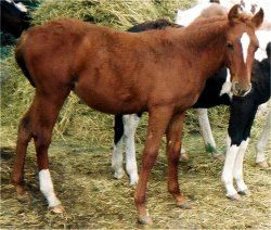 sorrel filly born 5-13-02 - photo #1