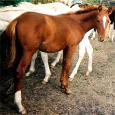 sorrel filly born 5-13-02 - photo#2