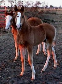 red sabino foxtrotting colt