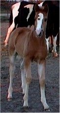 red sabino fox trotting colt