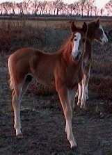 red sabino foxtrotter colt