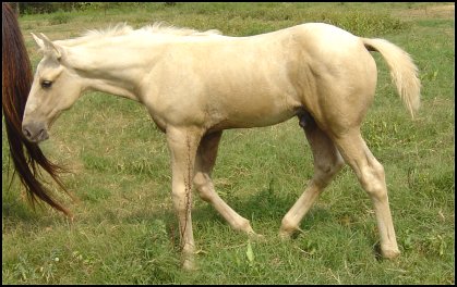 palomino foxtrotter stud colt