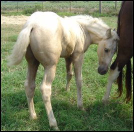 palomino foxtrotter stud colt