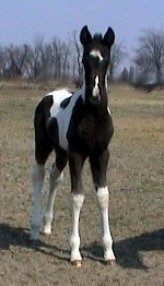 black & white tobiano foxtrotter stud colt, photo #1